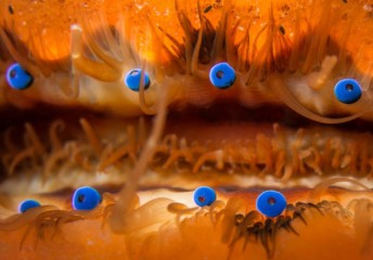 scallop season boat rental