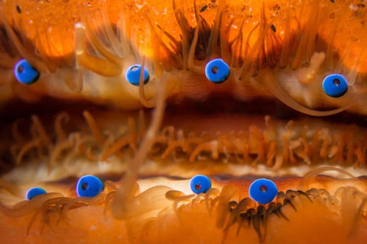 scallop season boat rental