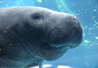 manatee safety