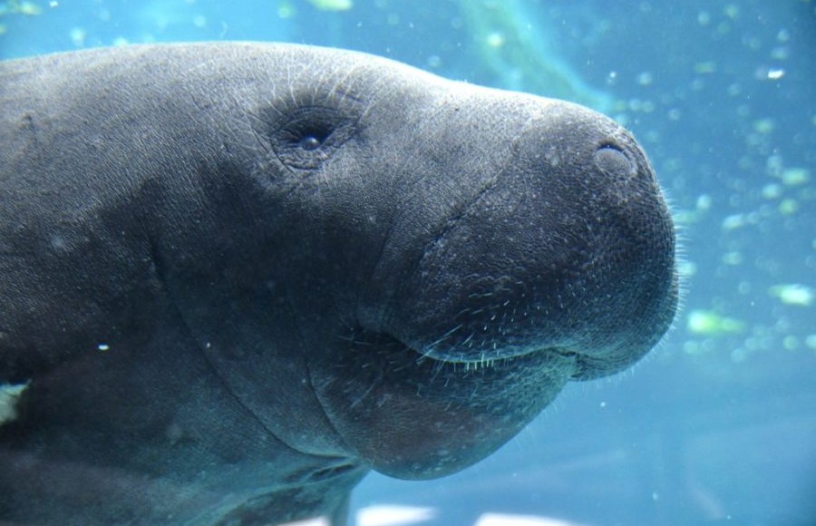 manatee safety