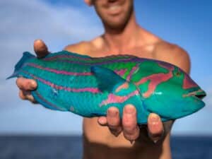A greenblocked wrasse or surge wrasse