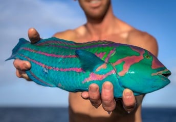 A greenblocked wrasse or surge wrasse