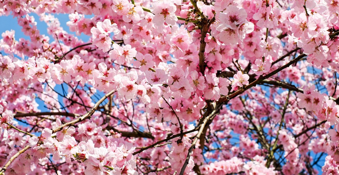 Japanese cherry blossoms