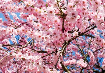 Japanese cherry blossoms