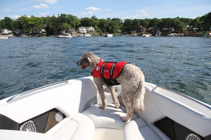 taking a dog on a boat