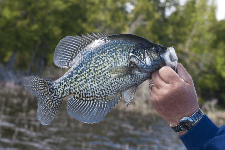 black crappie Lake Norman fishing guide