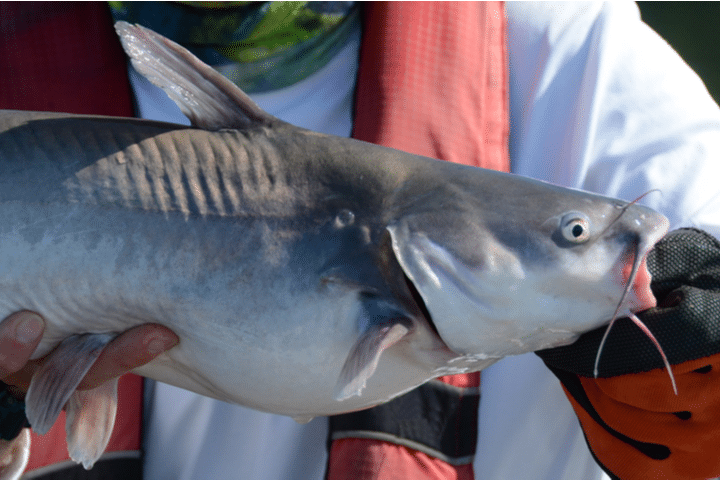 blue catfish lake norman