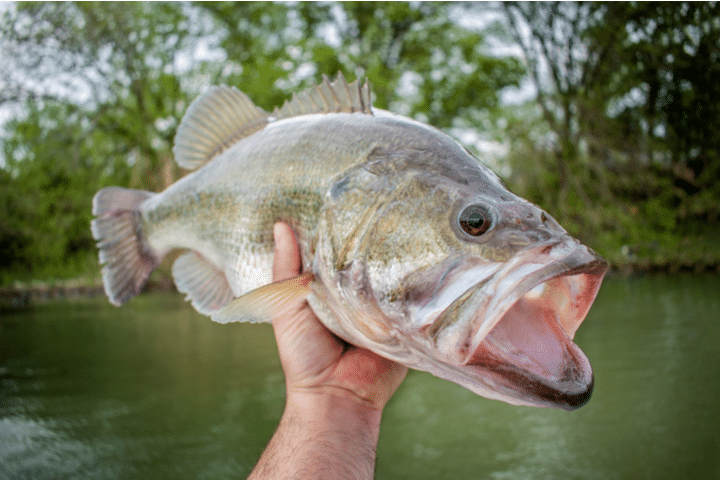 largemouth bass canyon lake