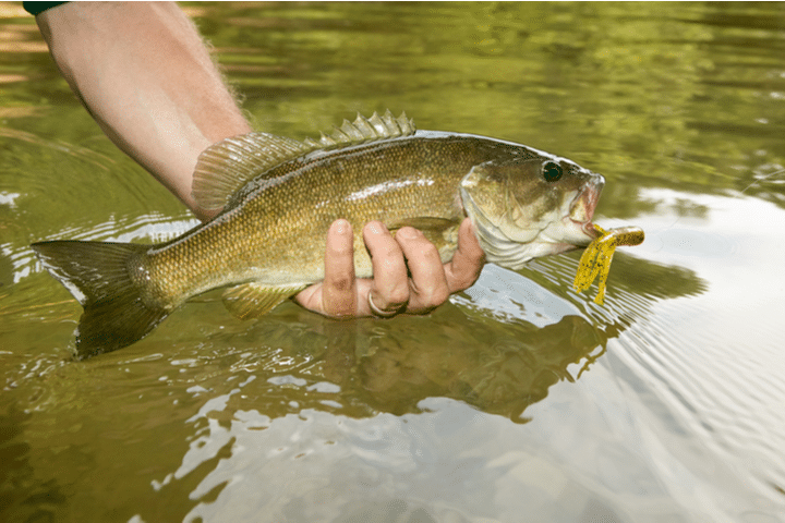 smallmouth bass canyon lake fishing