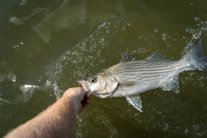 striped bass canyon lake fishing guide