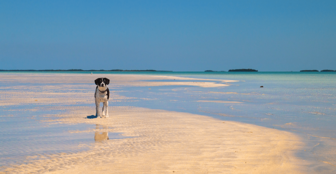 Key West Sandbars