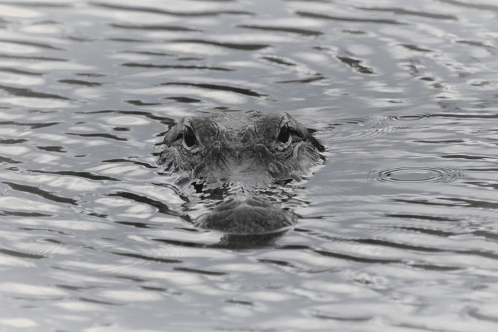 are there alligators in tampa rivers and lakes