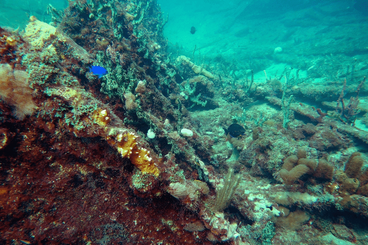 ss copenhagen snorkeling