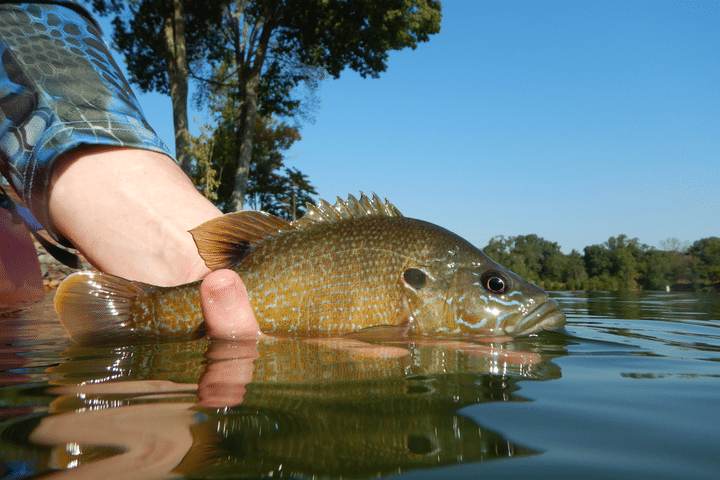 bluegill bass fishing fort myers