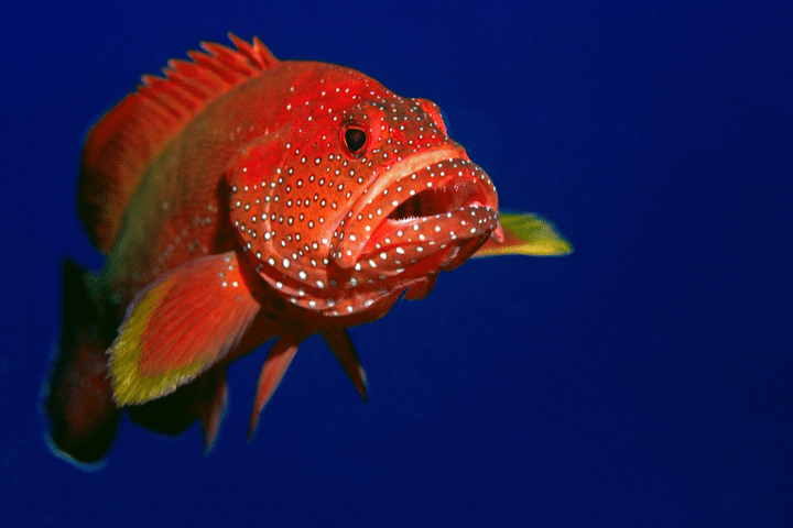 grouper fishing fort myers