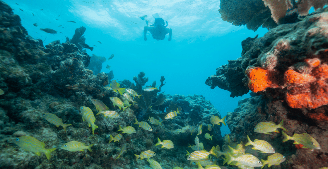 west palm beach snorkeling spots