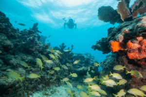west palm beach snorkeling spots