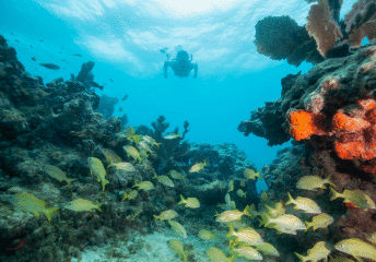 west palm beach snorkeling spots