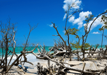 Beer Can Island, Tampa- Boating Guide for Longboat Key