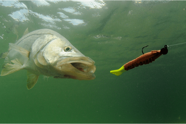 fishing egmont key