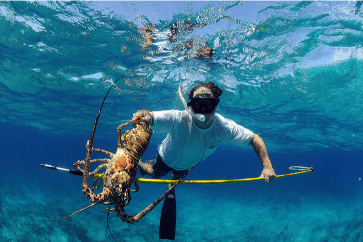 lobster diving San Diego