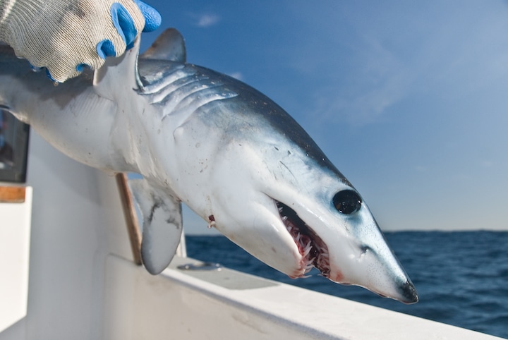 san diego fishing calendar