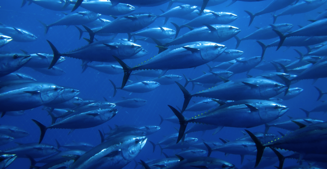 Tuna Fishing in San Diego- 10 Tips for Catching Bluefin