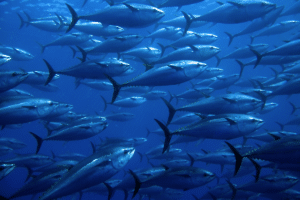 Tuna Fishing in San Diego- 10 Tips for Catching Bluefin