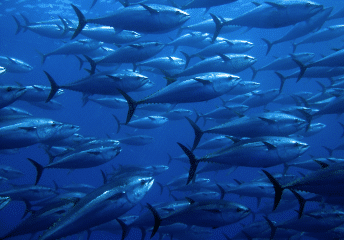 Tuna Fishing in San Diego- 10 Tips for Catching Bluefin