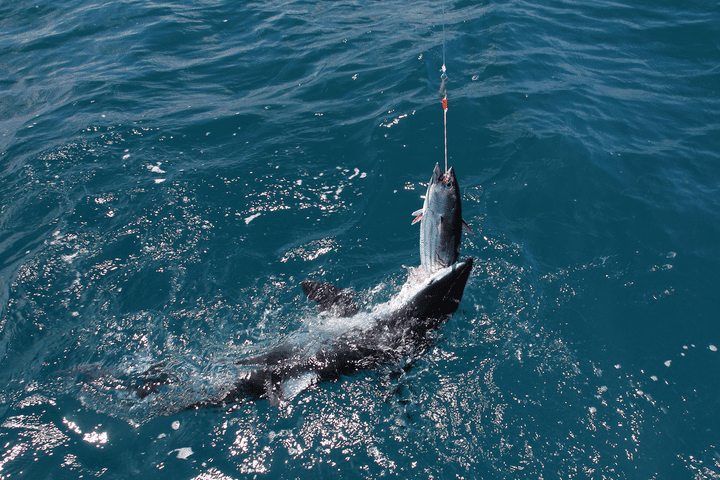 fishing mako sharks in san diego