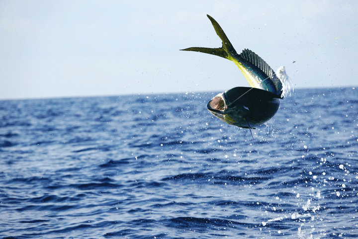 fishing for mahi mahi in san diego