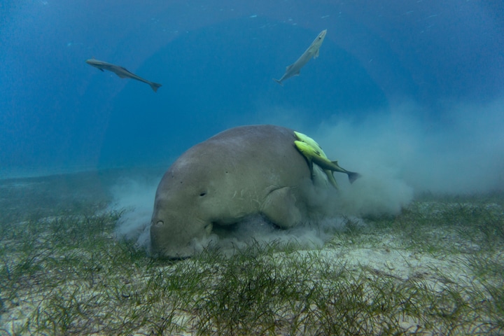 Jacksonville manatees