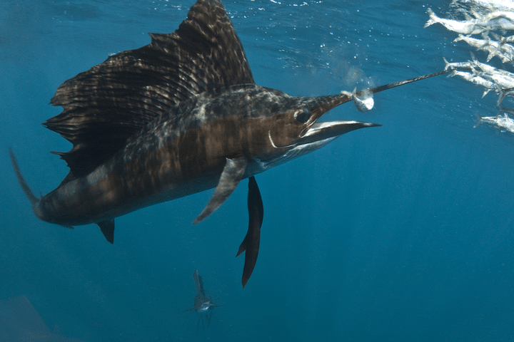 Fishing in key west