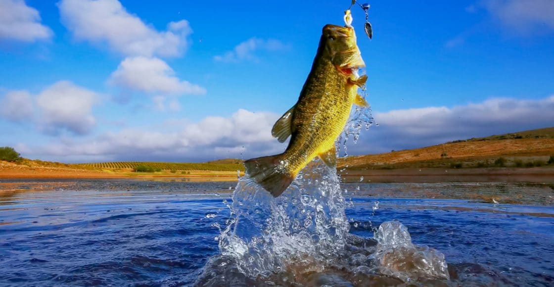 Bass Fishing Tips: How to Catch Bass