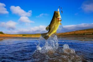 Bass fishing tips.