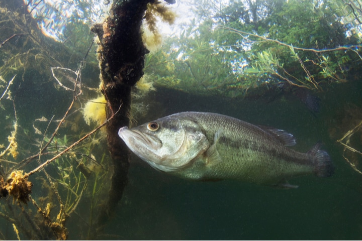 Underwater photo of a bass.