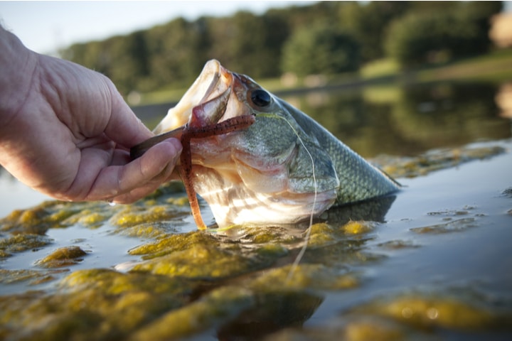 Bass being pulled out of the water with bait in mouth.