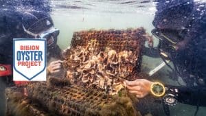 Billion Oyster Project