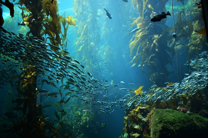 Kelp forest.