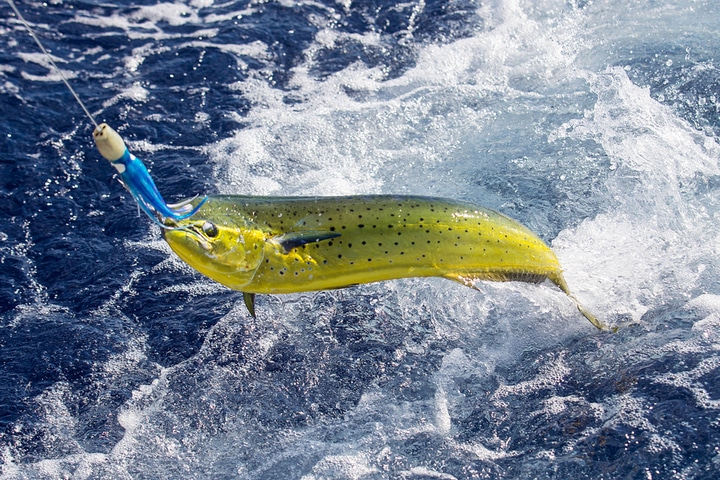 Fishing at Catalina Island.