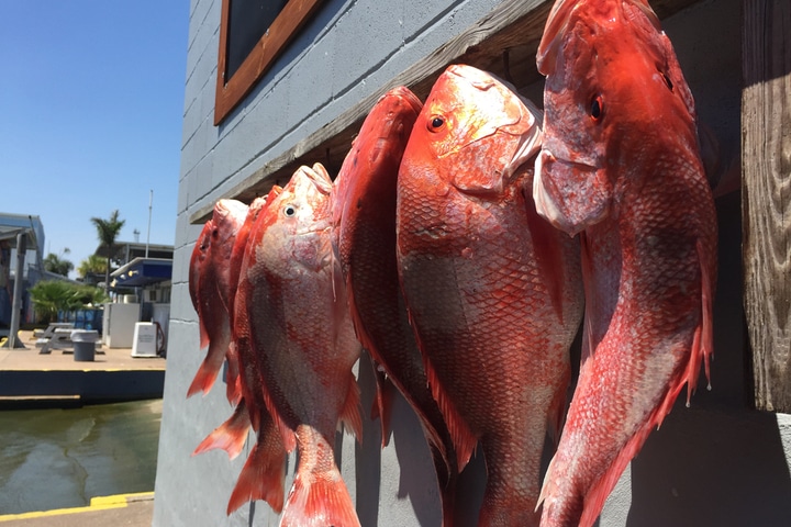What to Fish for in Naples, Florida