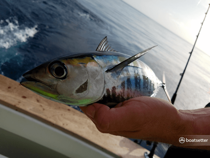 what to fish for in fort lauderdale