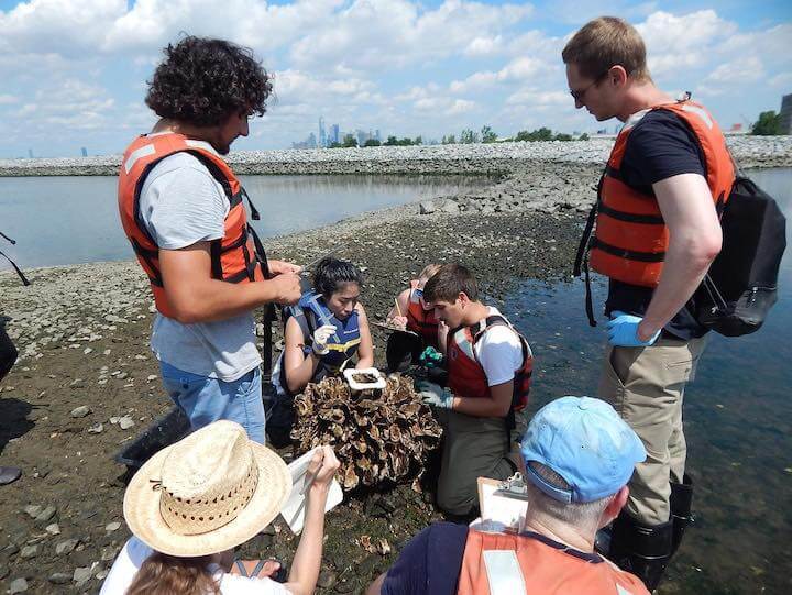 Why are Oyster Reefs so Important?