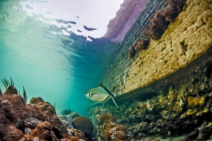 Dry Tortugas National Park Snorkeling