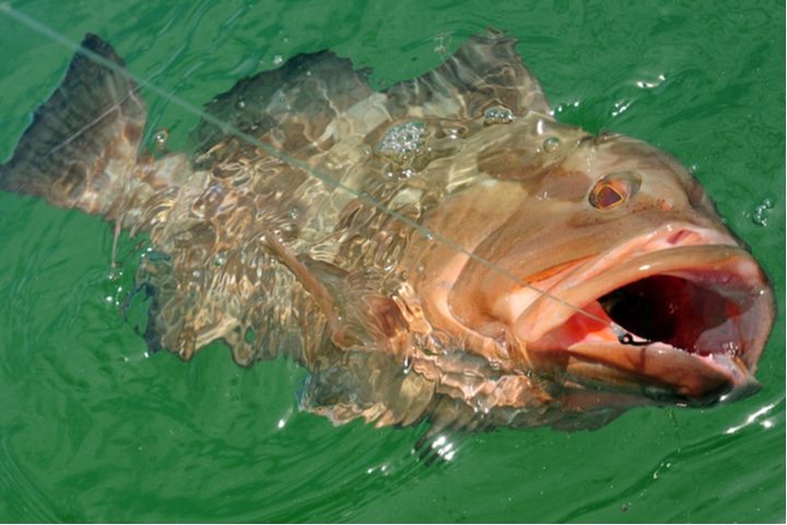 Grouper fishing.