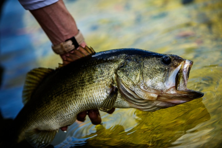 Fishing in Lake Travis for largemouth bass.