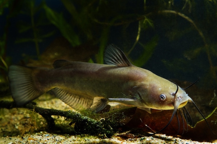 Lake Conroe Catfish