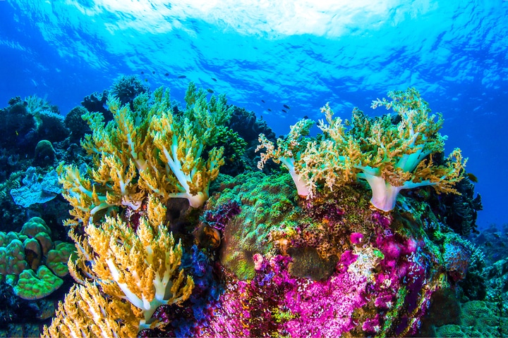 coral reef tampa