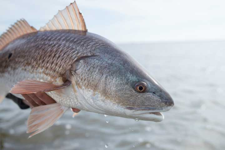 Redfish fishing in Hilton Head Island.