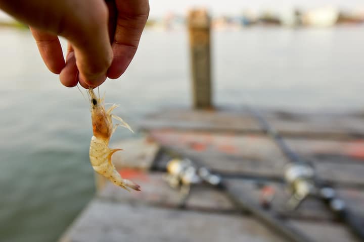 How to Bait a Hook with Shrimp